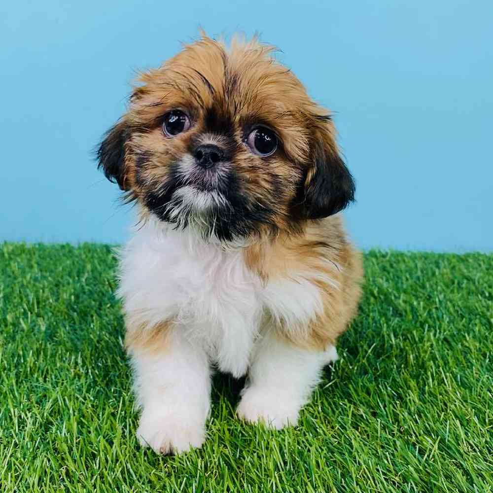 Female Shih Tzu Puppy for sale