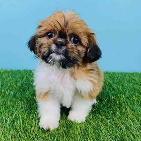 Shih Tzu