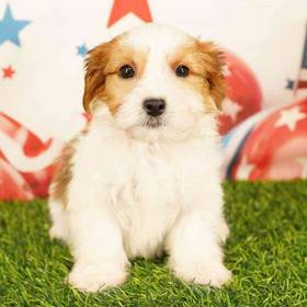 Yorkie-Malshi