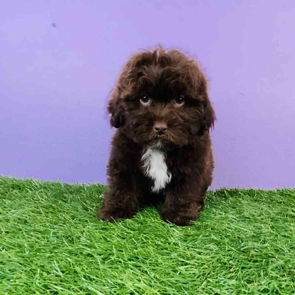 Male Shizapoo Puppy for sale