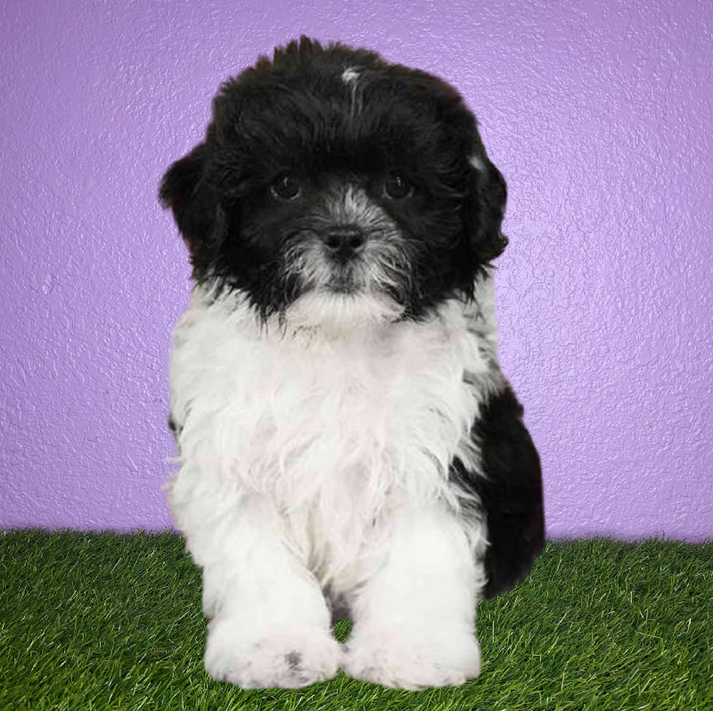 Male Teddy Bear Puppy for Sale in New Braunfels, TX