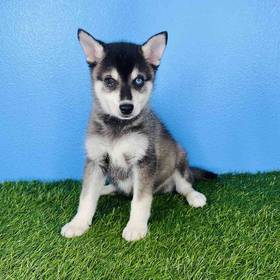 Alaskan Klee Kai