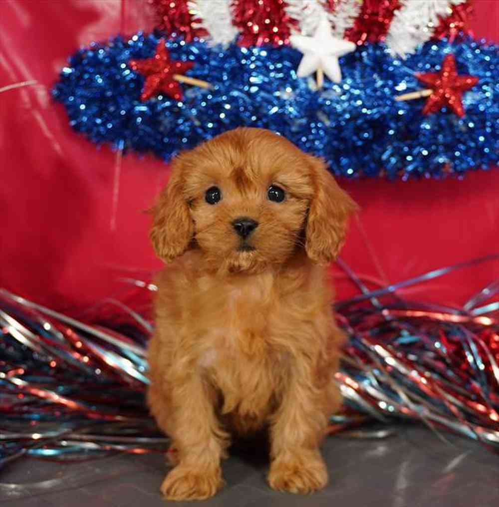 carousel pet images