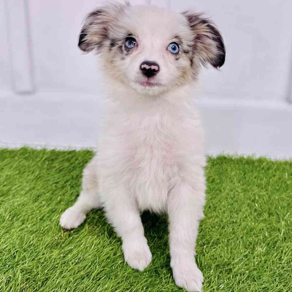 pet breed image