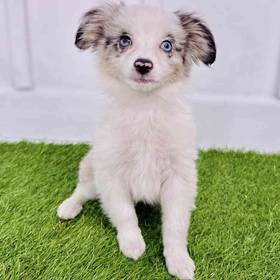 Mini Australian Shepherd