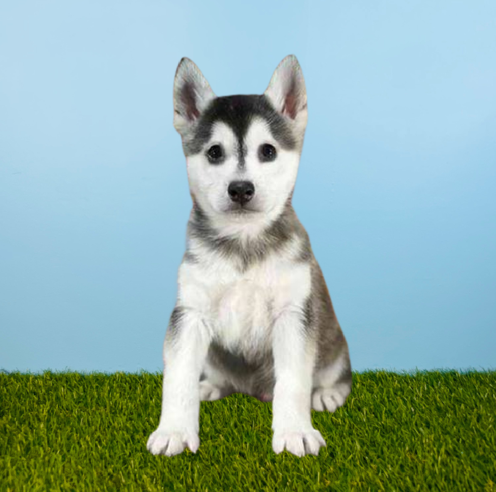 Male Alaskan Klee Kai Puppy for Sale in Meridian, ID