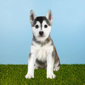 Alaskan Klee Kai