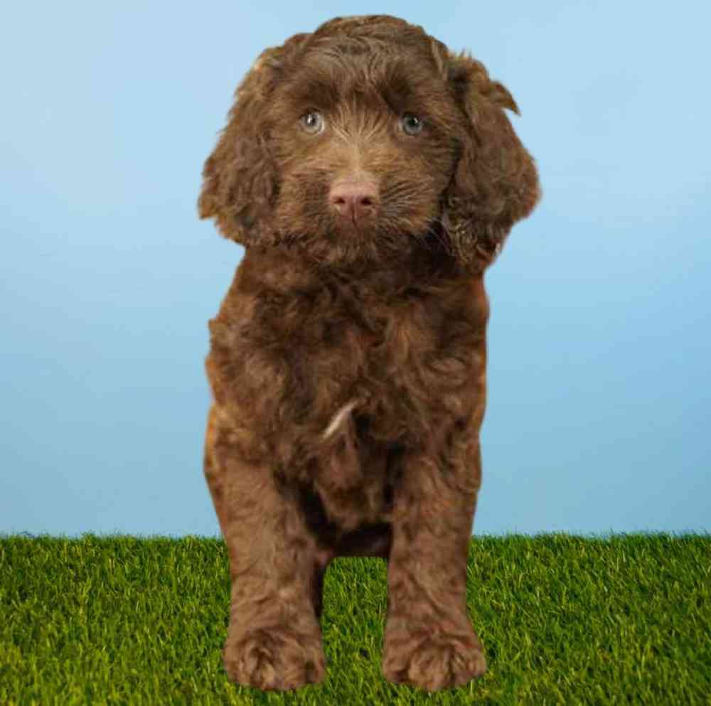 Male Cockapoo Puppy for sale