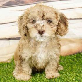 2nd Gen Cockapoo