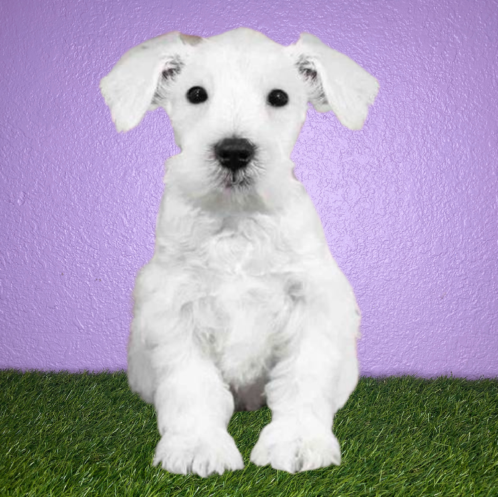Male Mini Schnauzer Puppy for Sale in New Braunfels, TX
