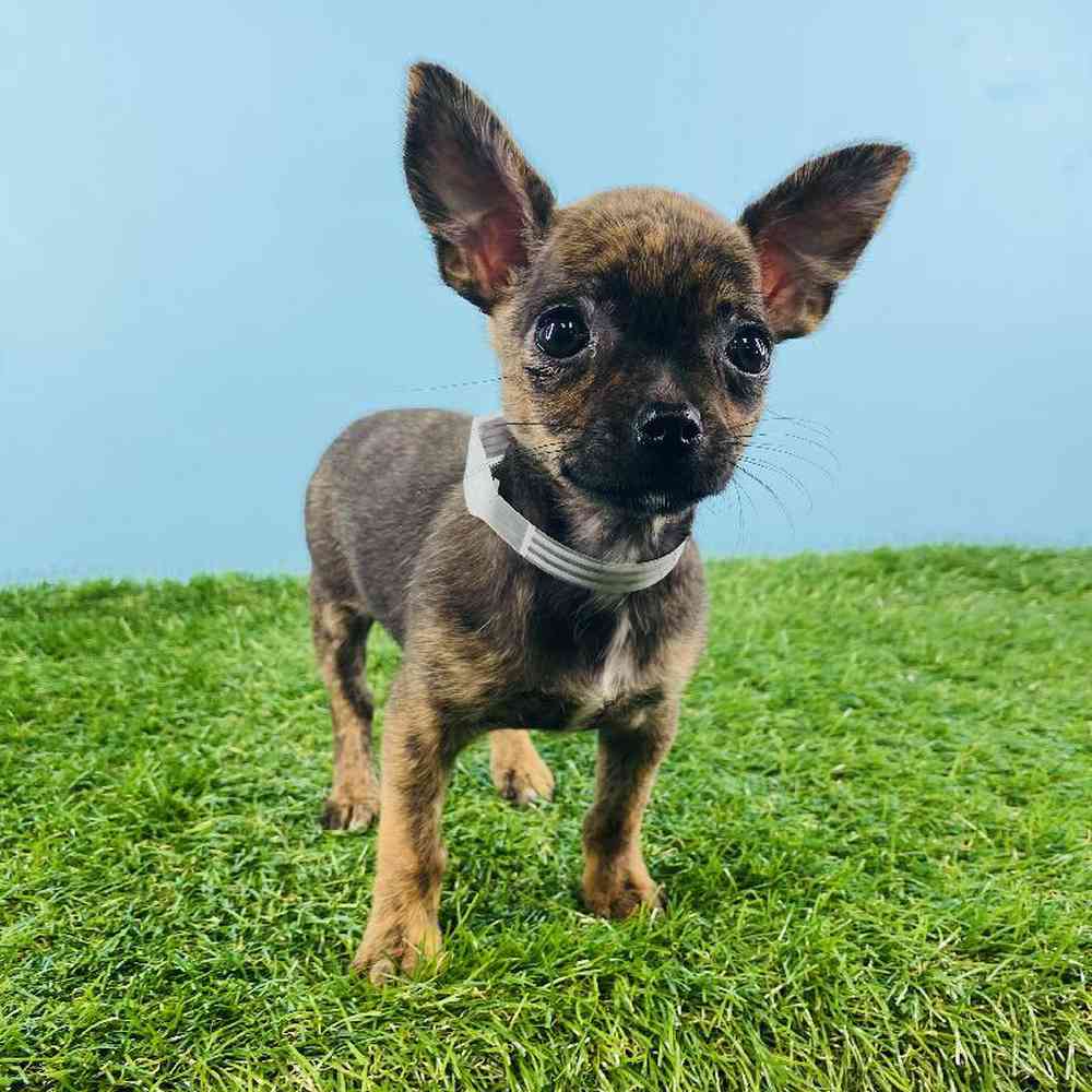 Female Chihuahua Puppy for sale