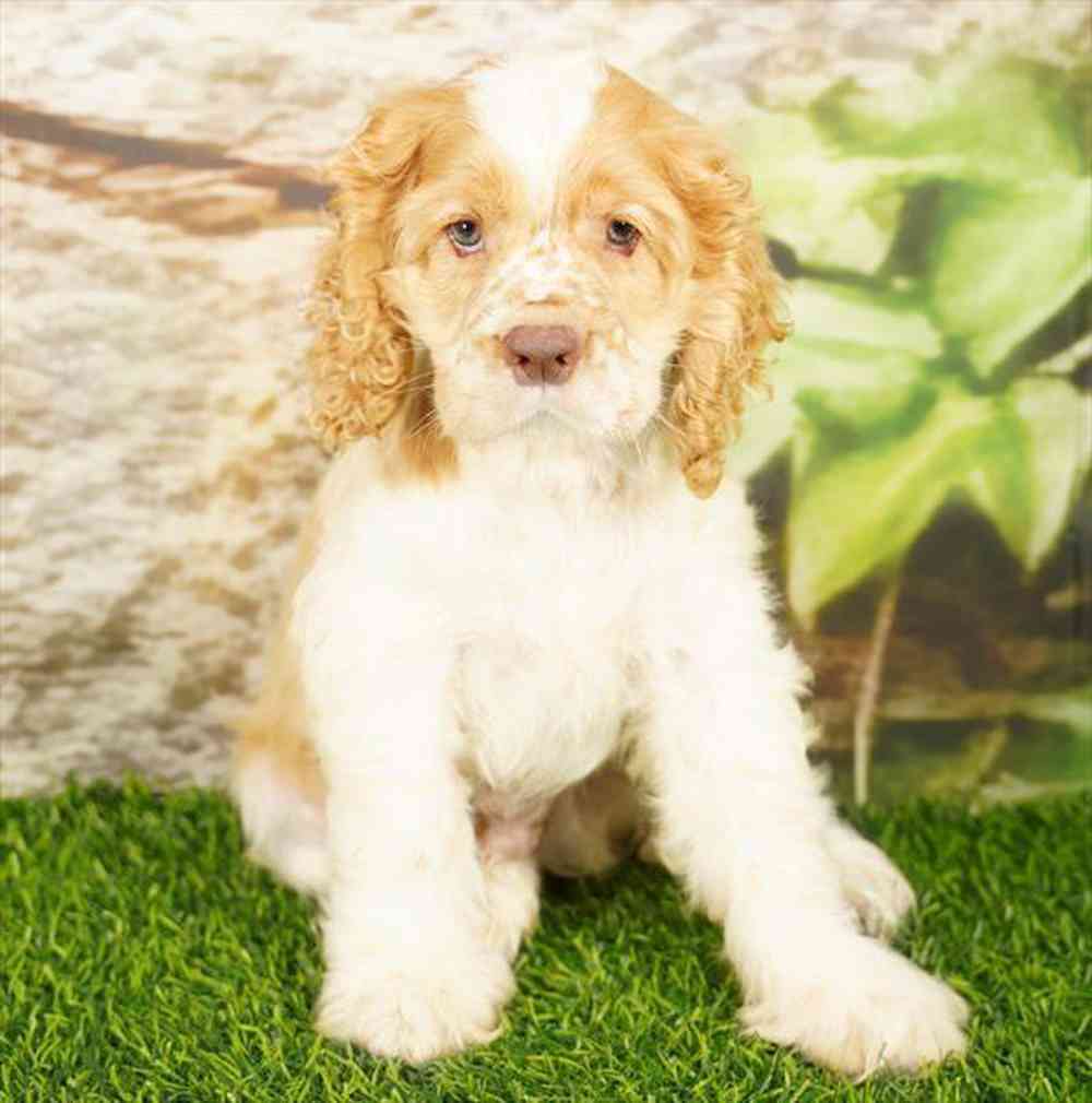 pet breed image