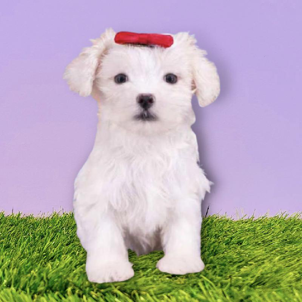 Female Maltese Puppy for sale