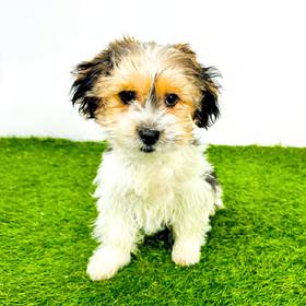 Shorkie