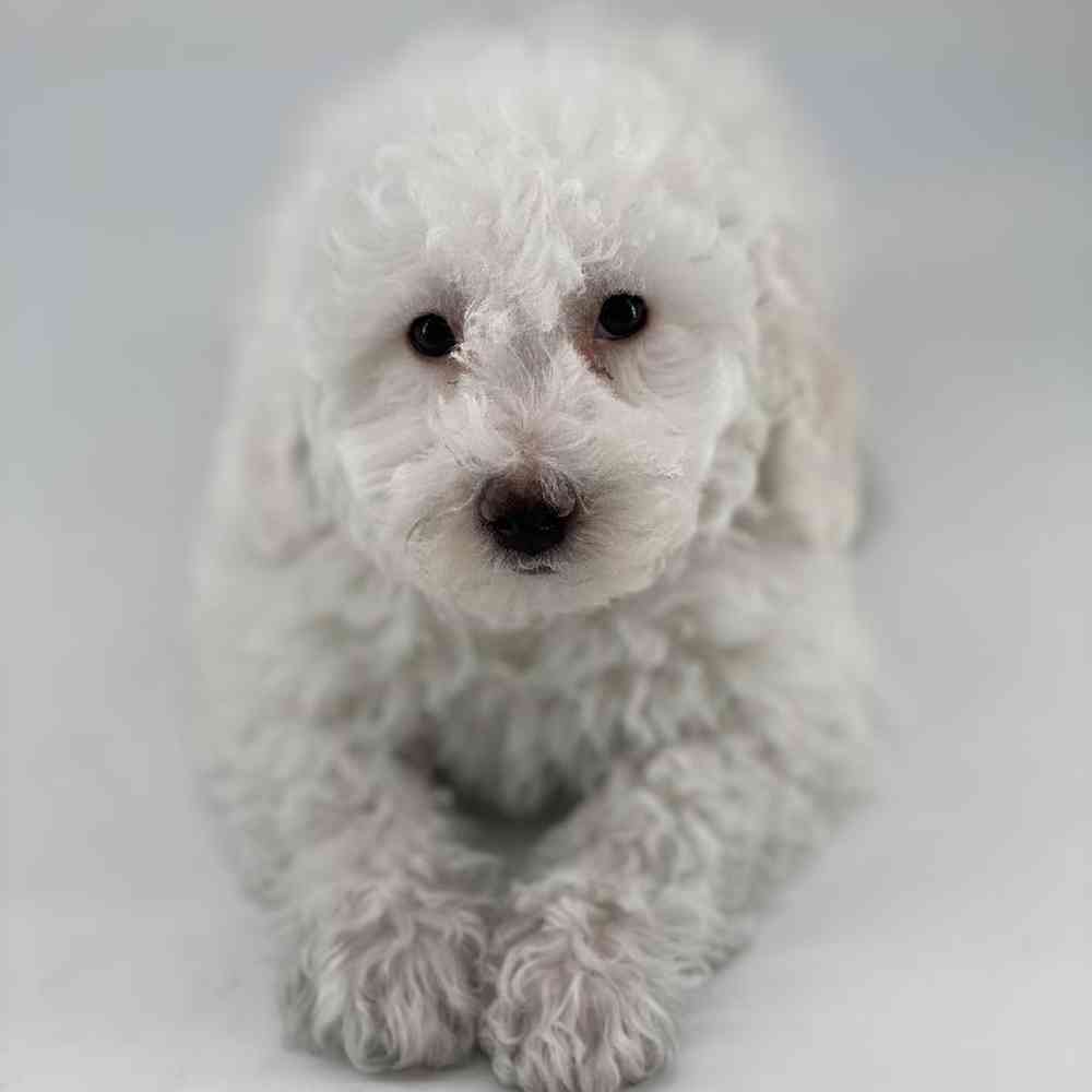 Male Bichon Puppy for Sale in Meridian, ID