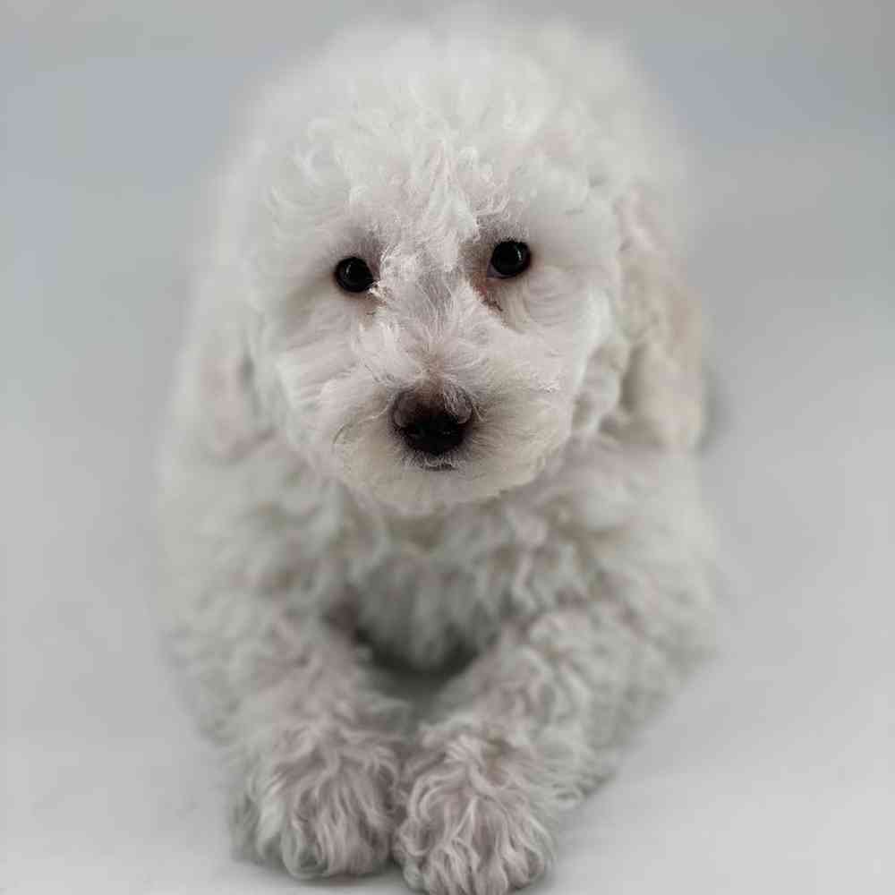 carousel pet images