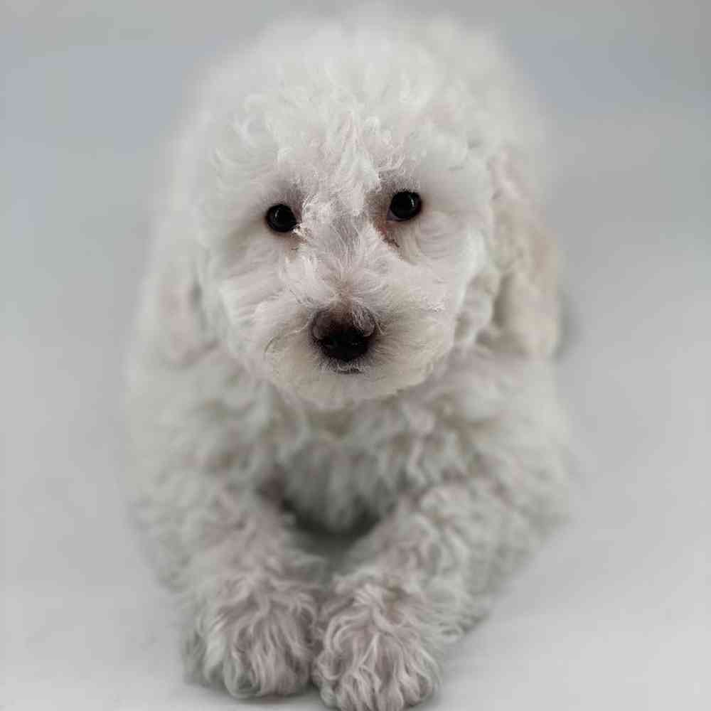 Bichon