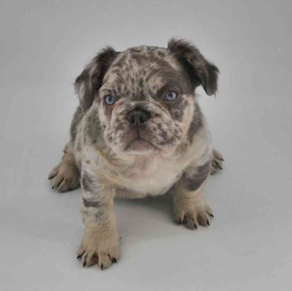carousel pet images
