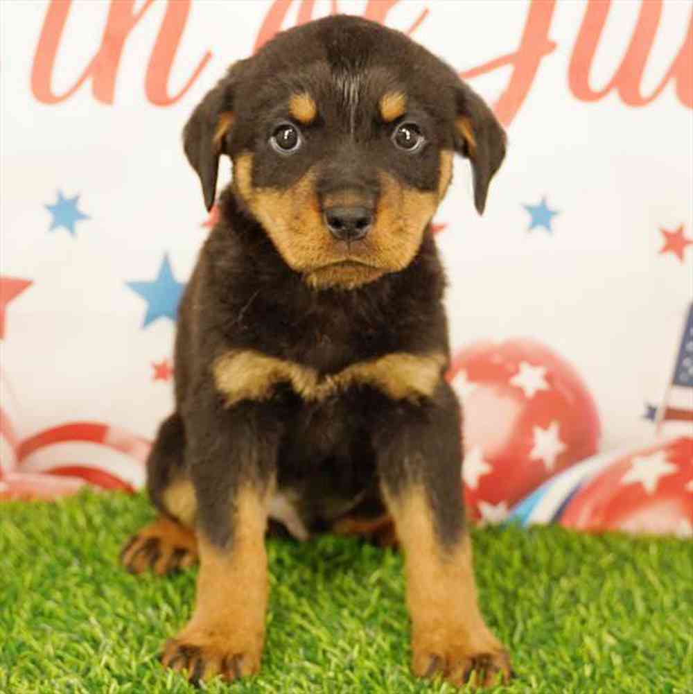 pet breed image