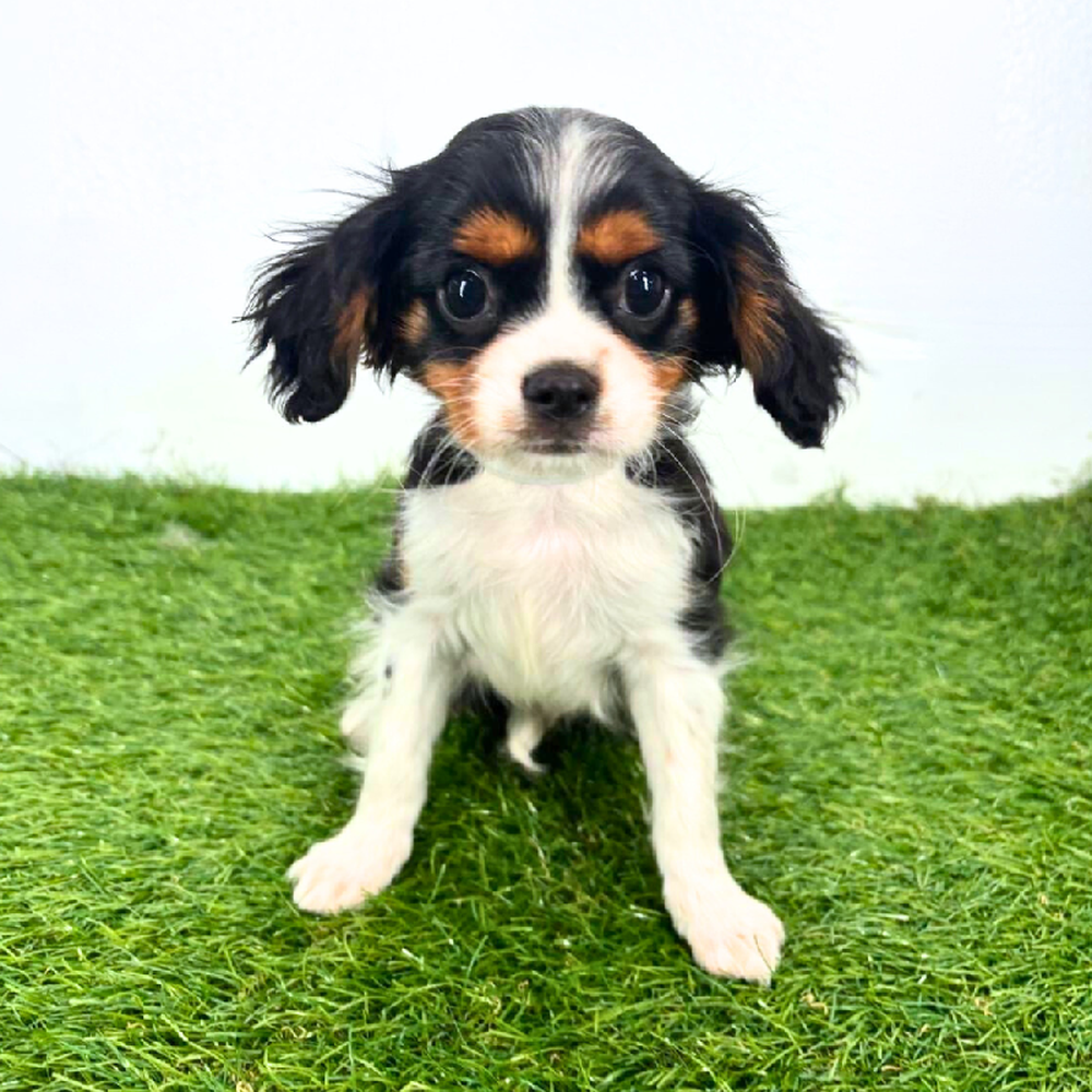 carousel pet images