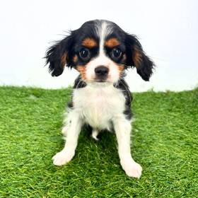Cavalier King Charles Spaniel
