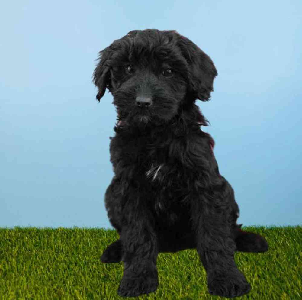 Female Mini Aussiedoodle F2 Puppy for Sale in Meridian, ID
