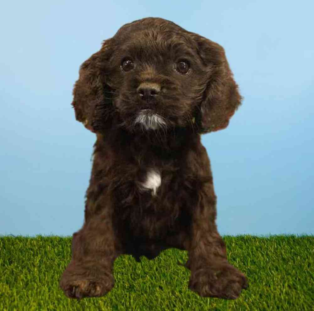 Male Cocker Spaniel Puppy for Sale in Meridian, ID