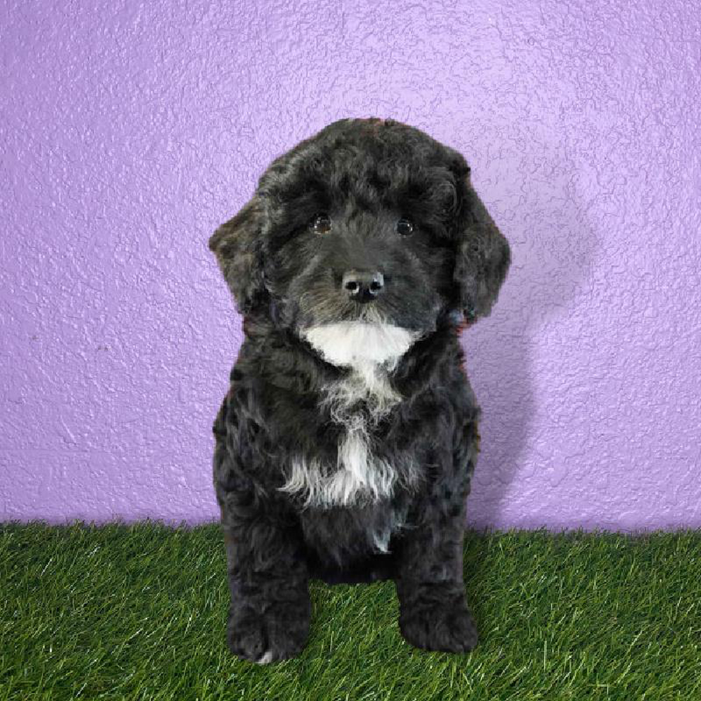 Male 2nd Gen Mini Whoodle Puppy for sale