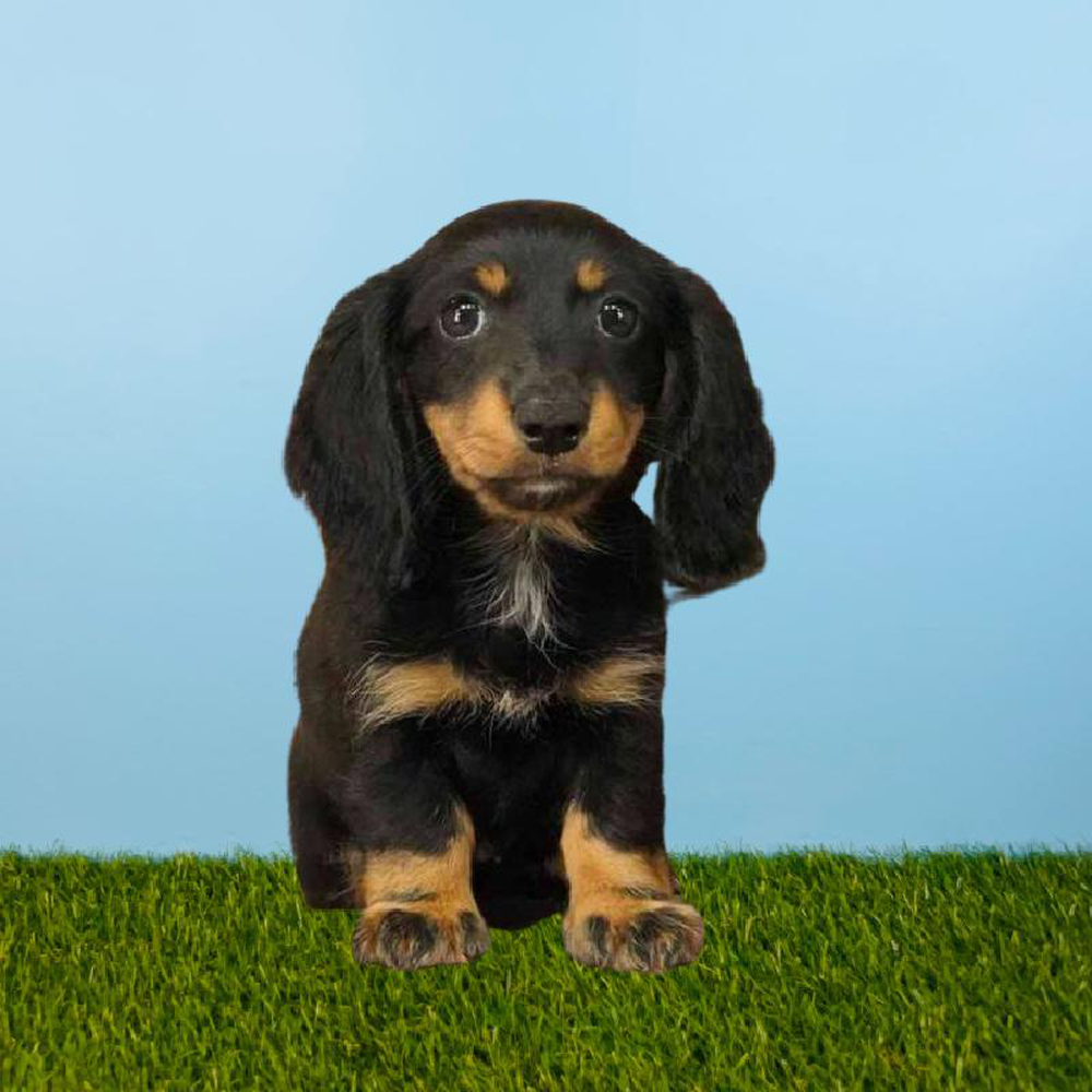 Female Dachshund Puppy for sale