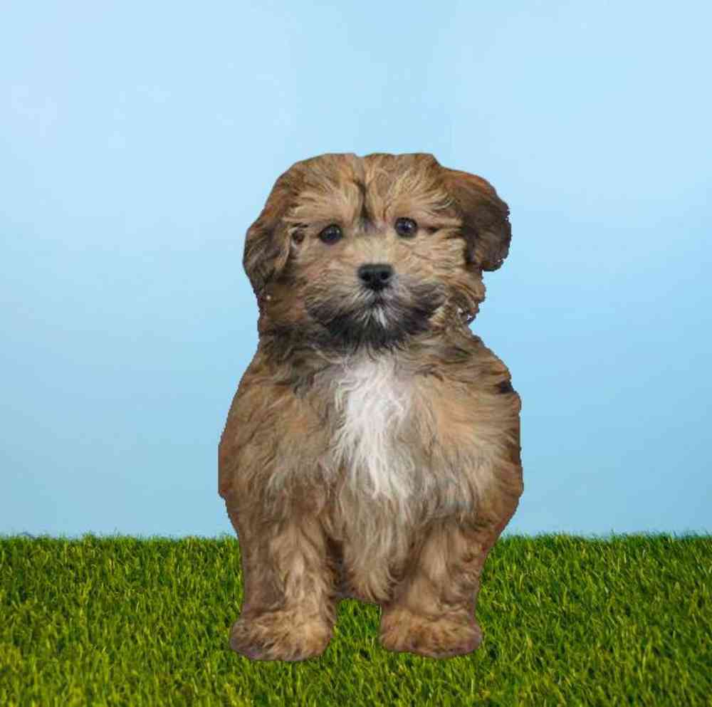 Shizapoo