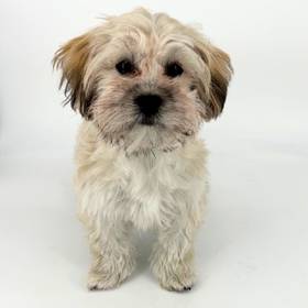 Shizapoo