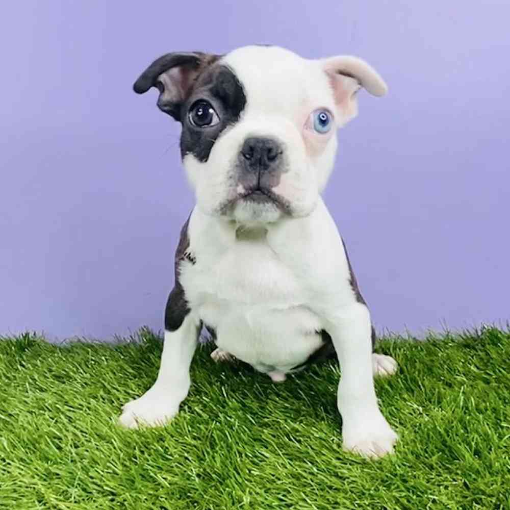 carousel pet images