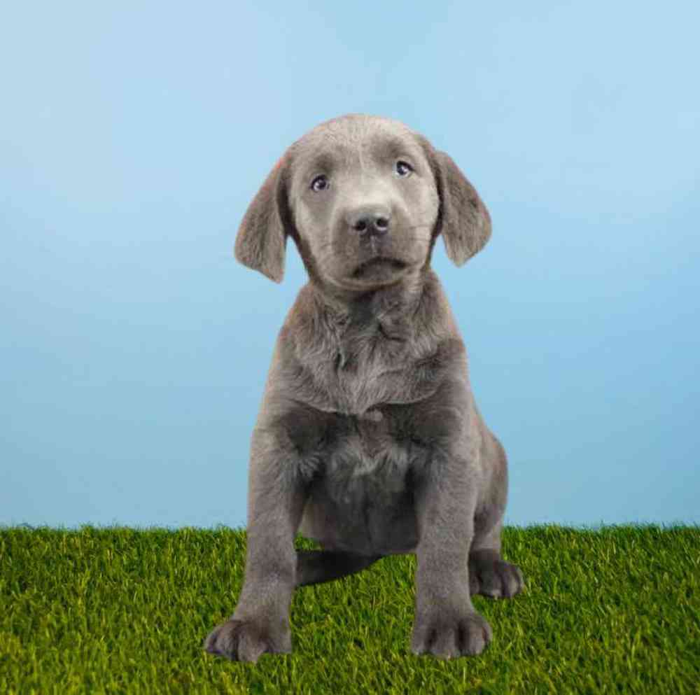 Labrador Retriever