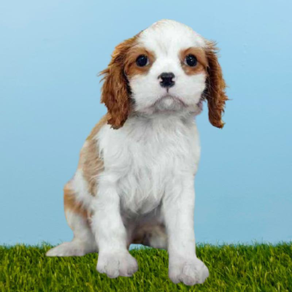 Male Cavalier King Charles Spaniel Puppy for sale