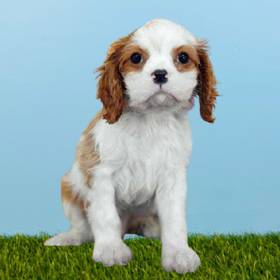 Cavalier King Charles Spaniel