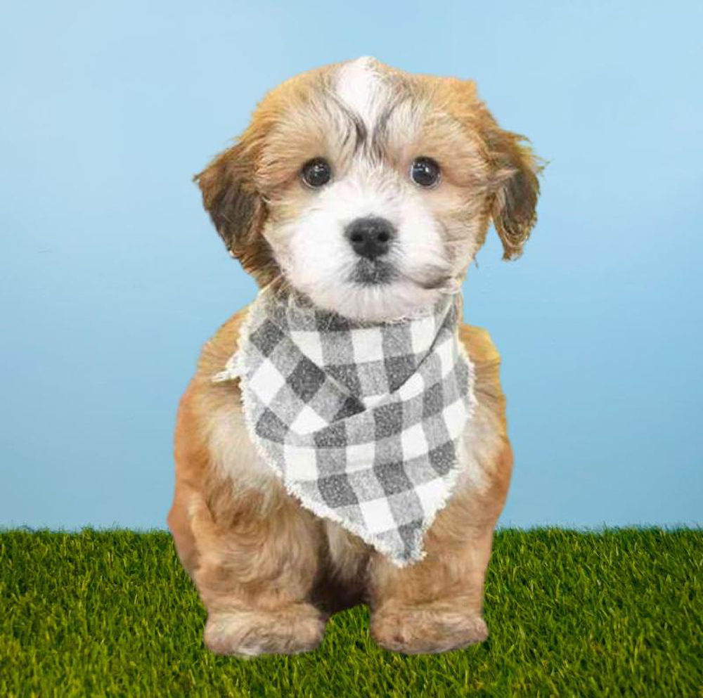 carousel pet images