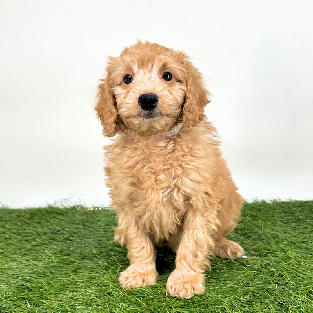pet breed image