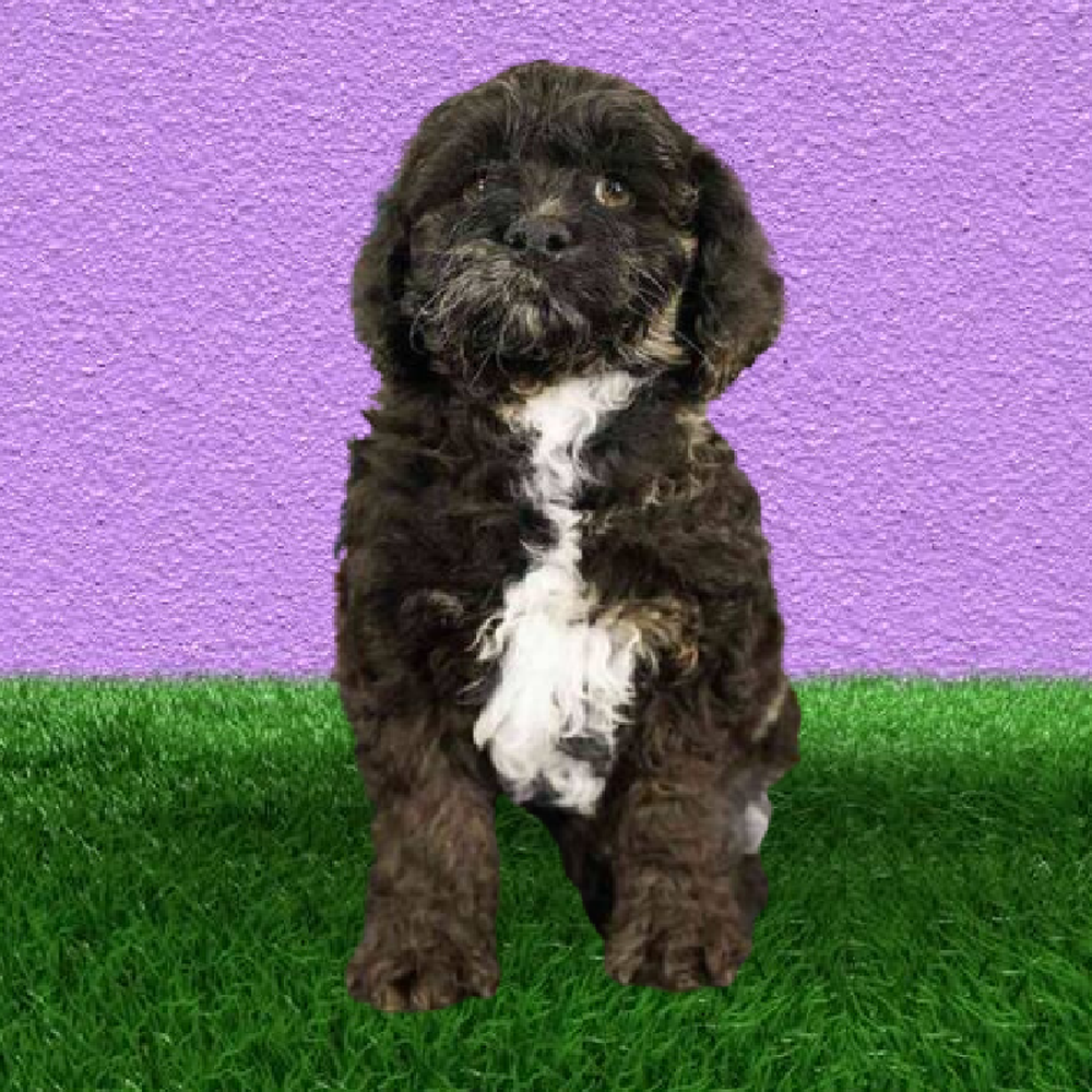 Male Cockapoo Puppy for Sale in Marietta, GA