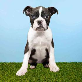 Boston Terrier