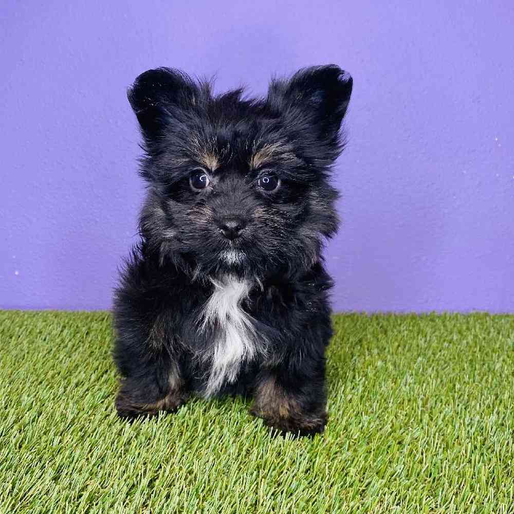 Female Pomeranian/Havanese Puppy for sale