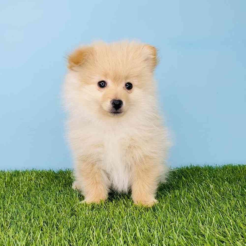 Male Pomeranian Puppy for sale