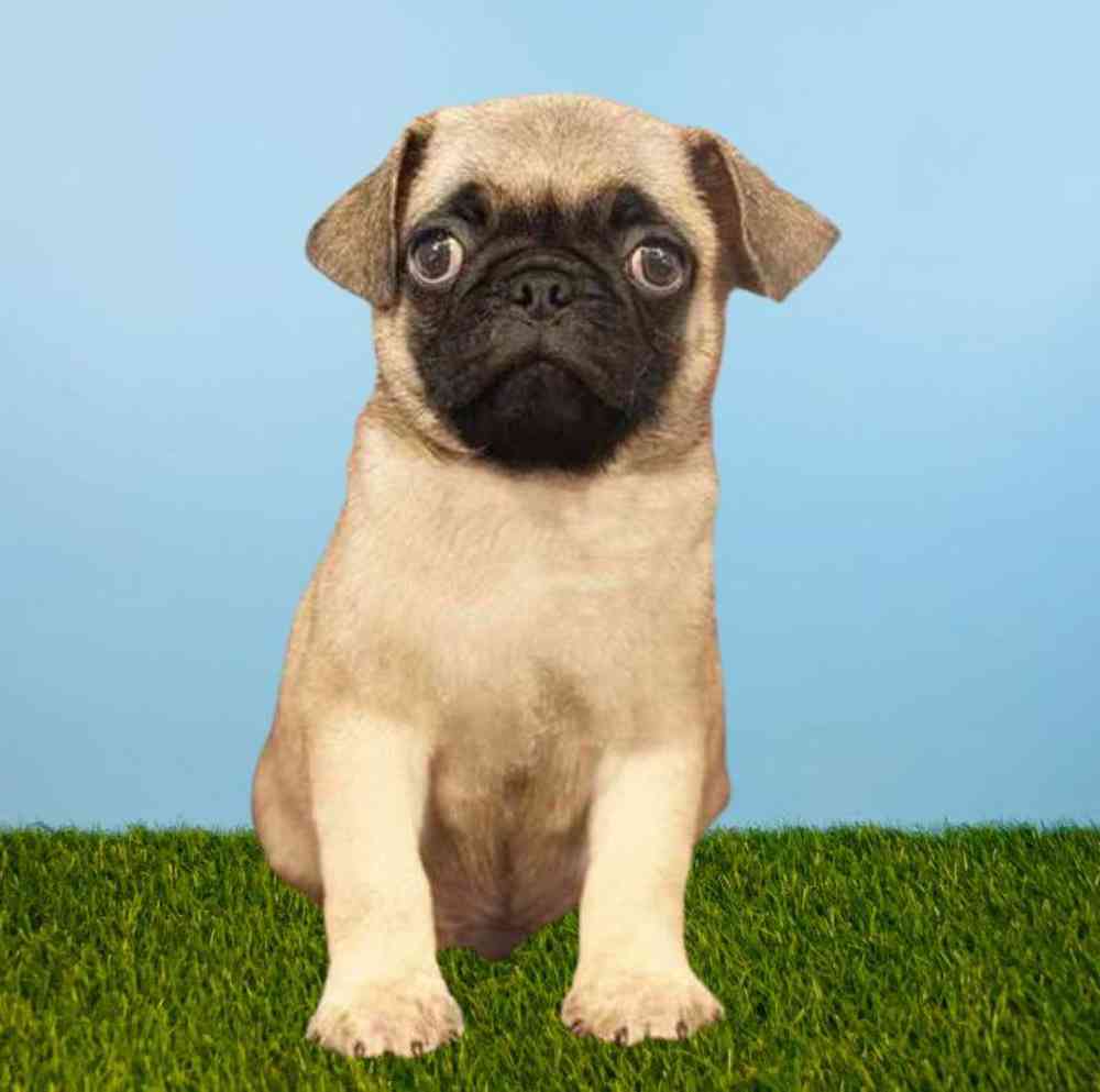 carousel pet images