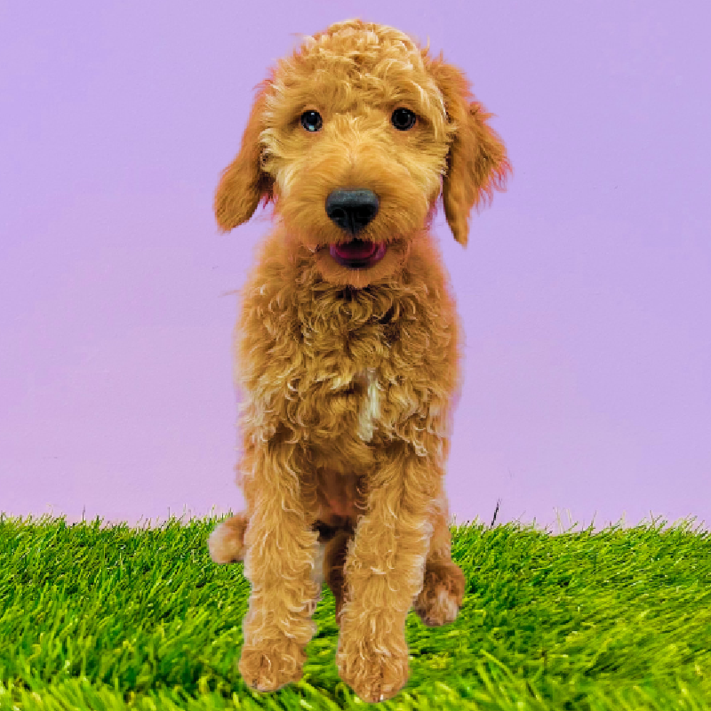 Female 2nd Gen Mini Goldendoodle Puppy for Sale in Marietta, GA