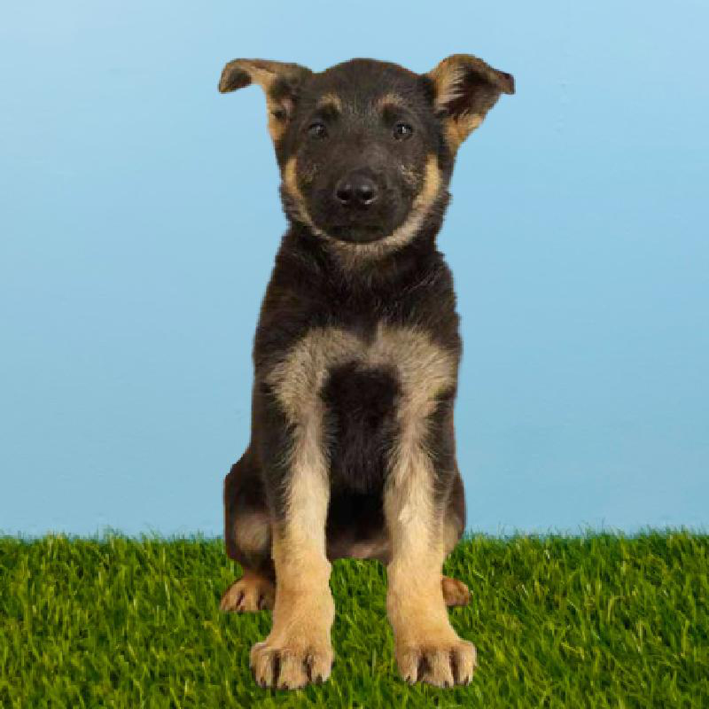 Male German Shepherd Puppy for sale