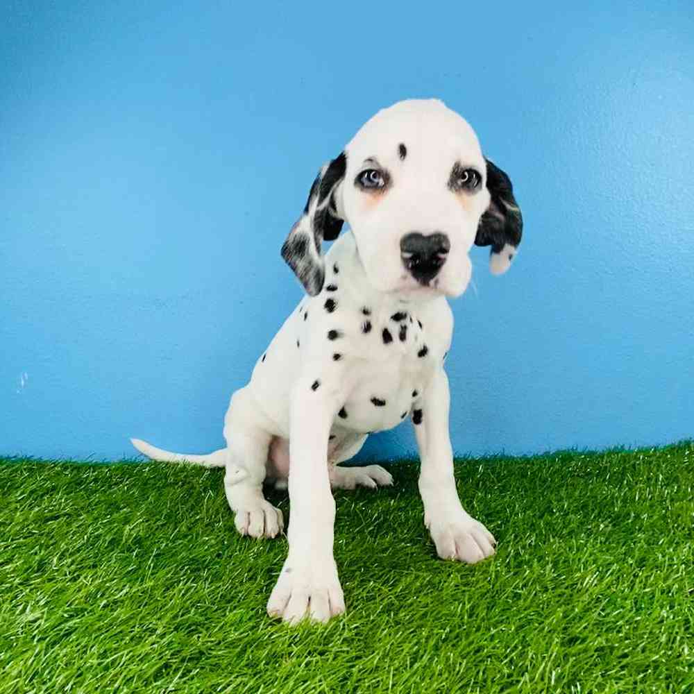 carousel pet images
