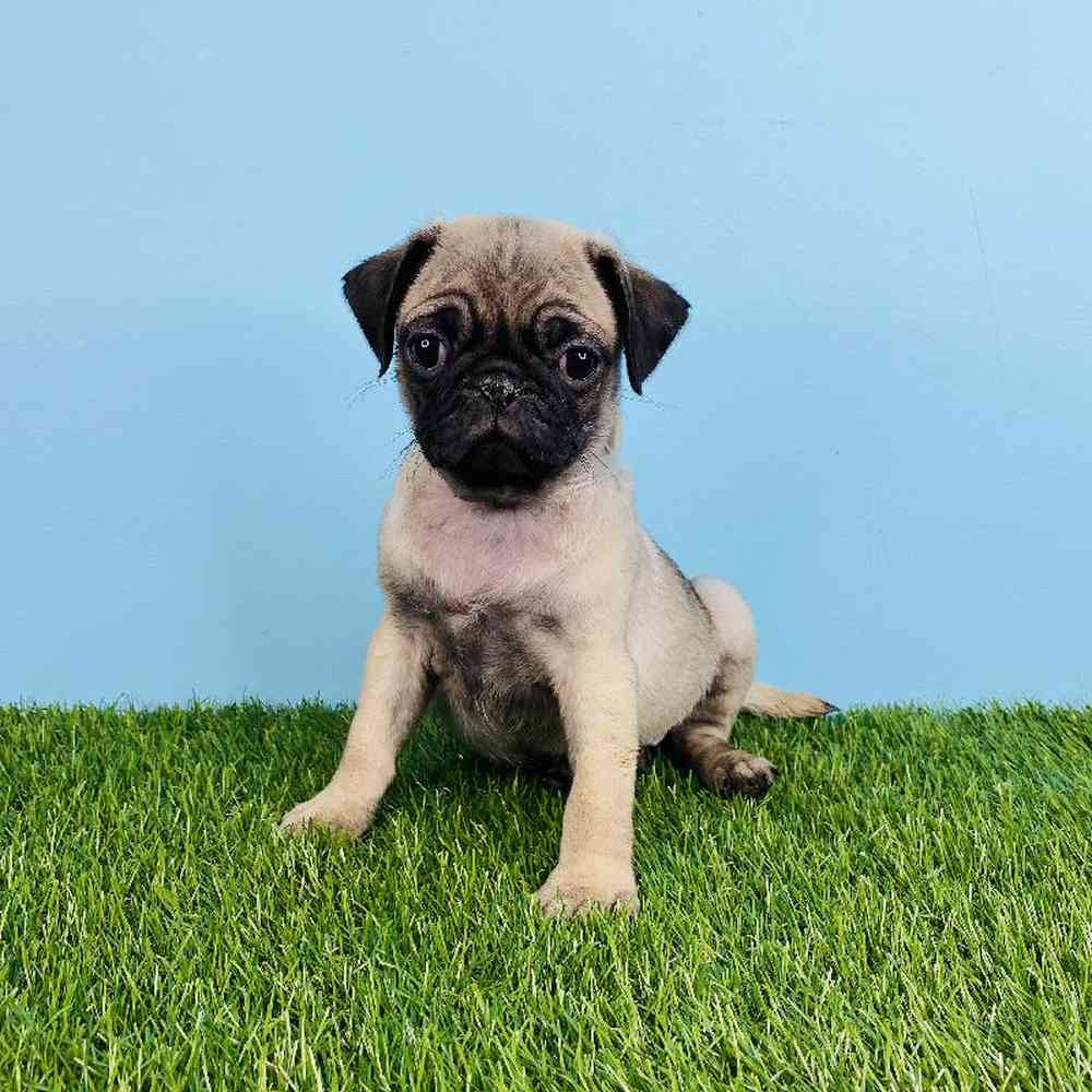 Female Pug Puppy for sale