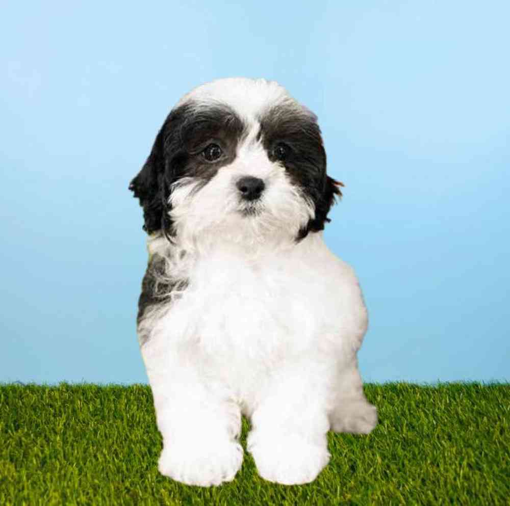 carousel pet images