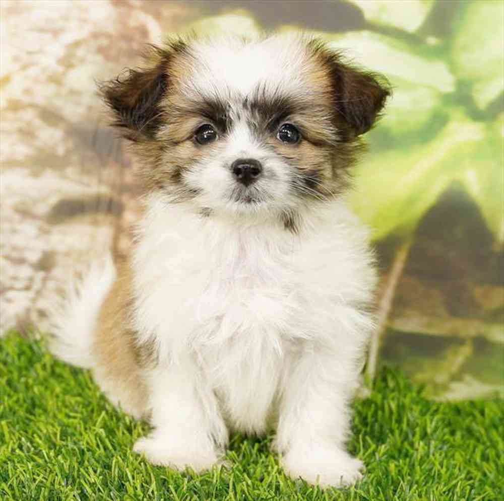pet breed image