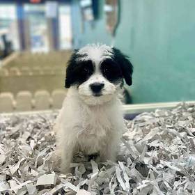 Yorkie-Poo