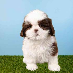 Shih Tzu